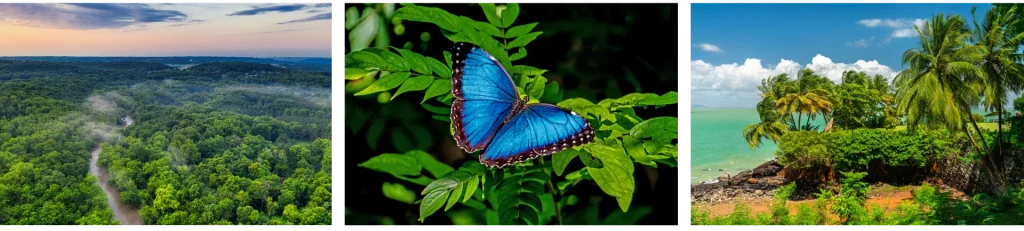 Travel planner organisant un voyage sur mesure en Guyane entre nature, découverte et expériences authentiques