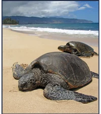 photo d'une tortue luth sur la plage en Guyane